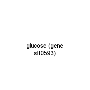 glucose (gene sII0593)